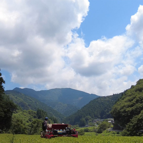 Japanese Green Tea Field