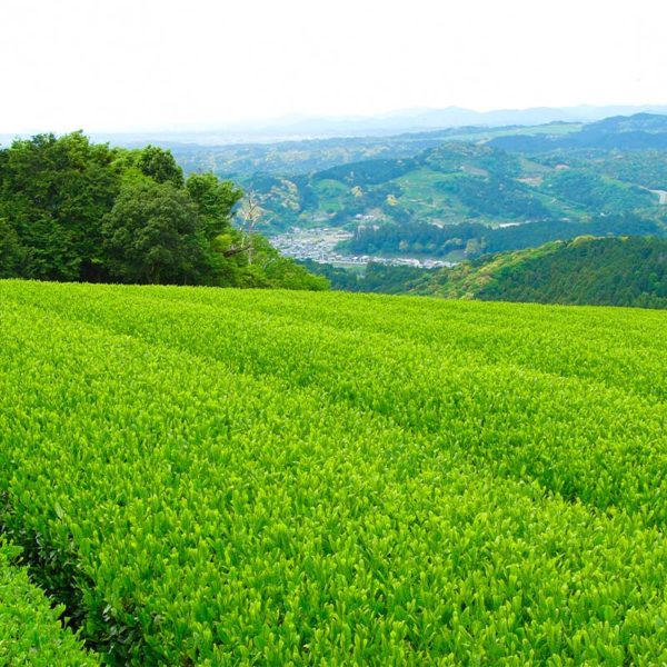 Japanese Green Tea Field