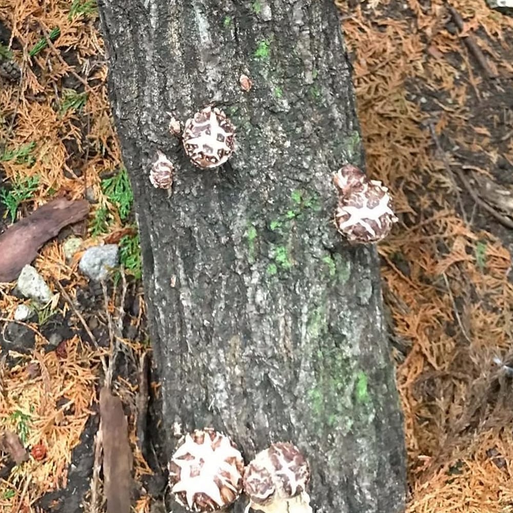 Authentic Japanese Log-Grown Shiitake